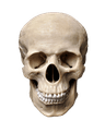 Profile picture of Allielikeapearl