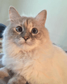 Profile picture of Celia Mattison